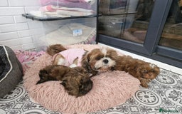 Shih Tzu dogs for sale: 2 little girls left - Image 5