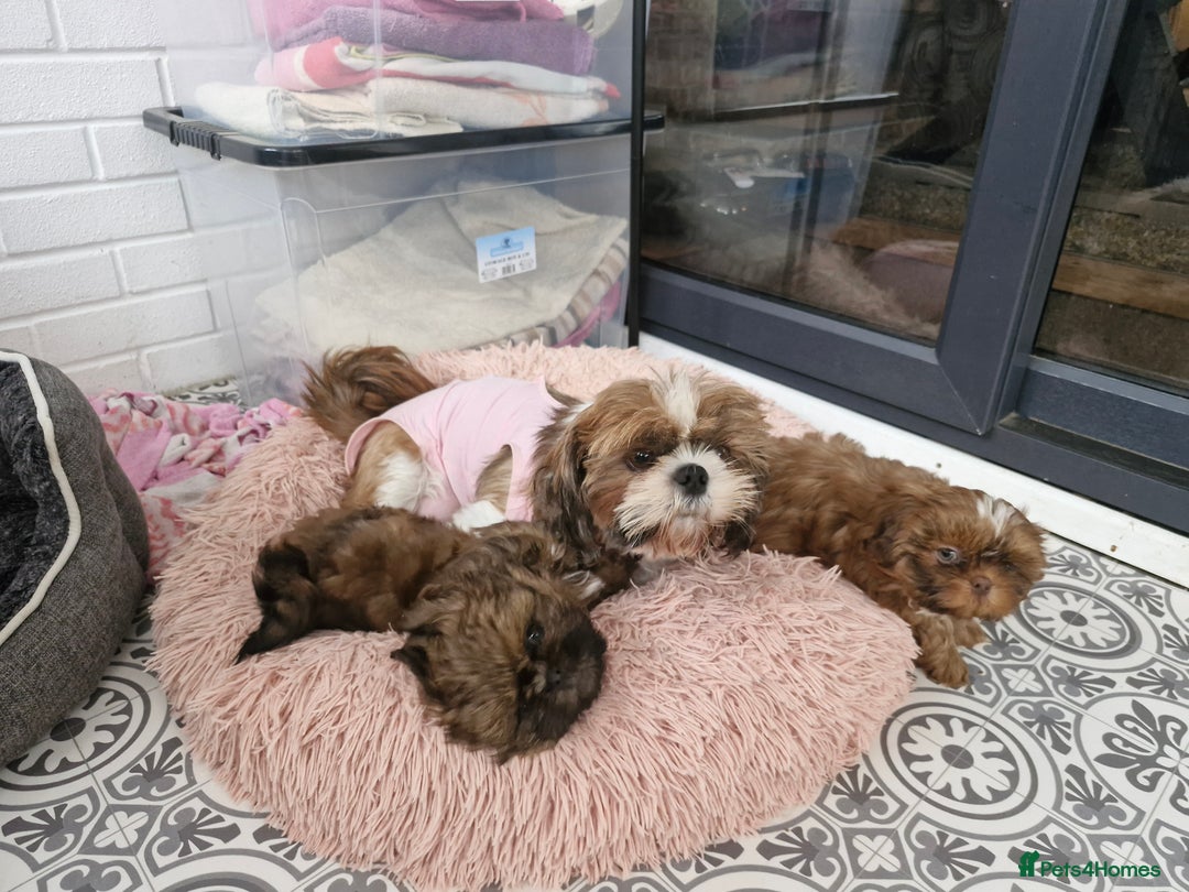 Shih Tzu dogs for sale: 2 little girls left - Image 5