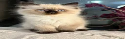 Mixed Breed cats for sale: ❗️urgent❗️Ragdoll & British Longhair Mix Kittens - Advert 13
