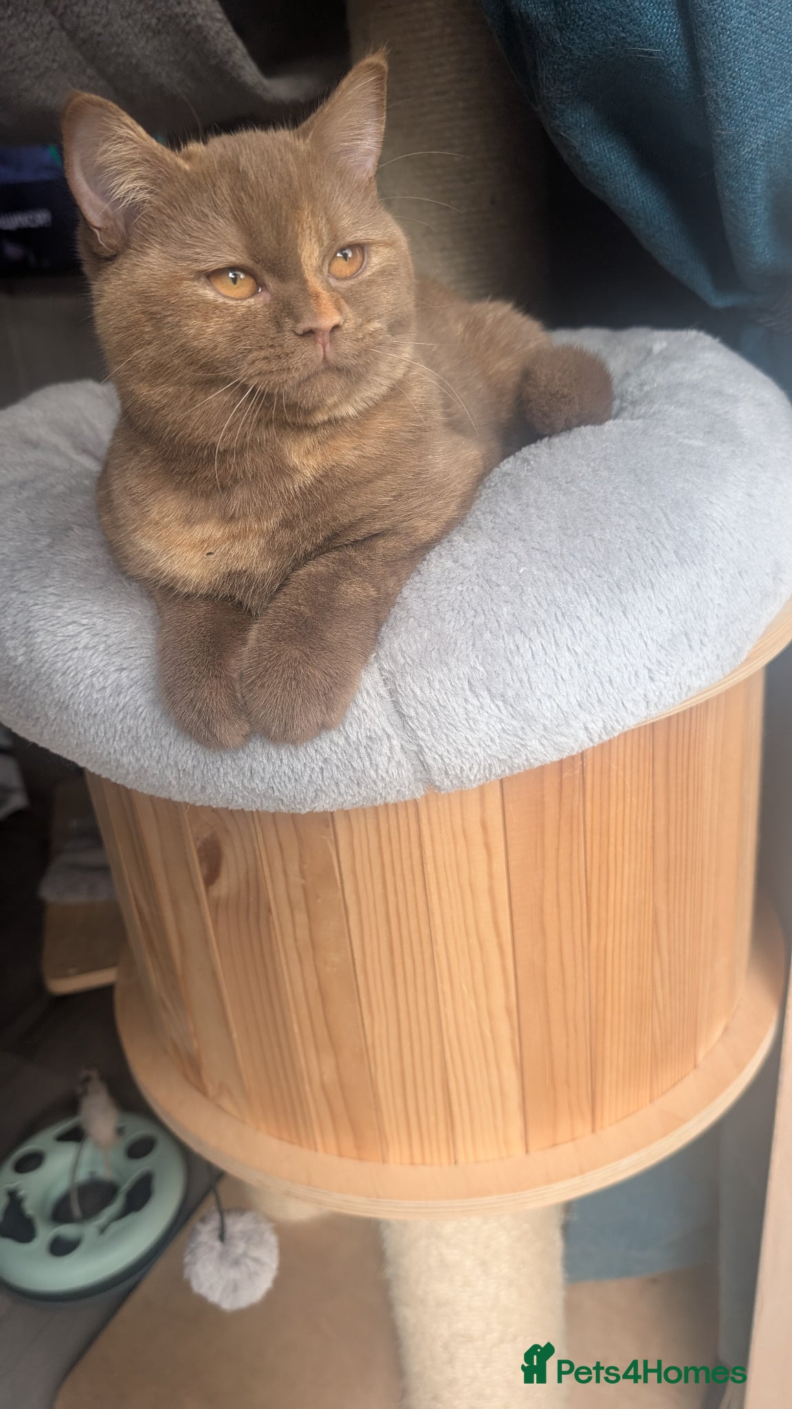 British Shorthair cats Active Tica cinnamon tortie queen - Advert 14