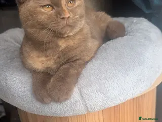 British Shorthair cats Active Tica cinnamon tortie queen - Advert 14