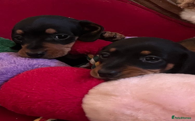 Miniature Dachshund dogs K C REGISTERED MINI DACHSHUND - Advert 1