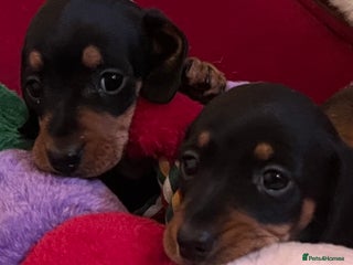 Miniature Dachshund dogs K C REGISTERED MINI DACHSHUND - Advert 7