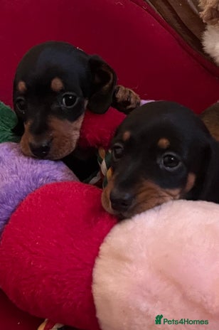 Miniature Dachshund dogs K C REGISTERED MINI DACHSHUND - Advert 1