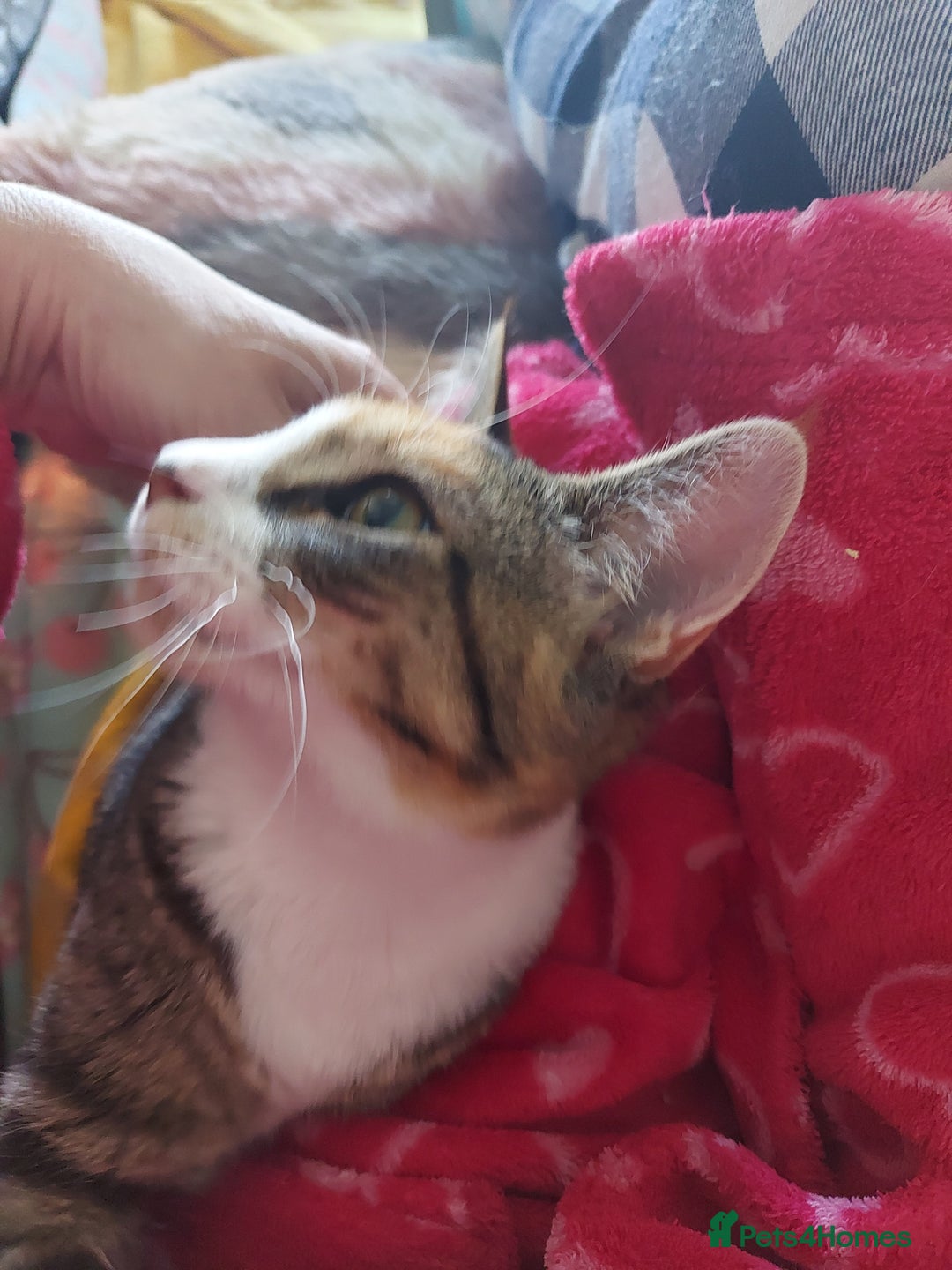 Maine Coon cats for sale: Maine coon x sphynx kittens - Image 2