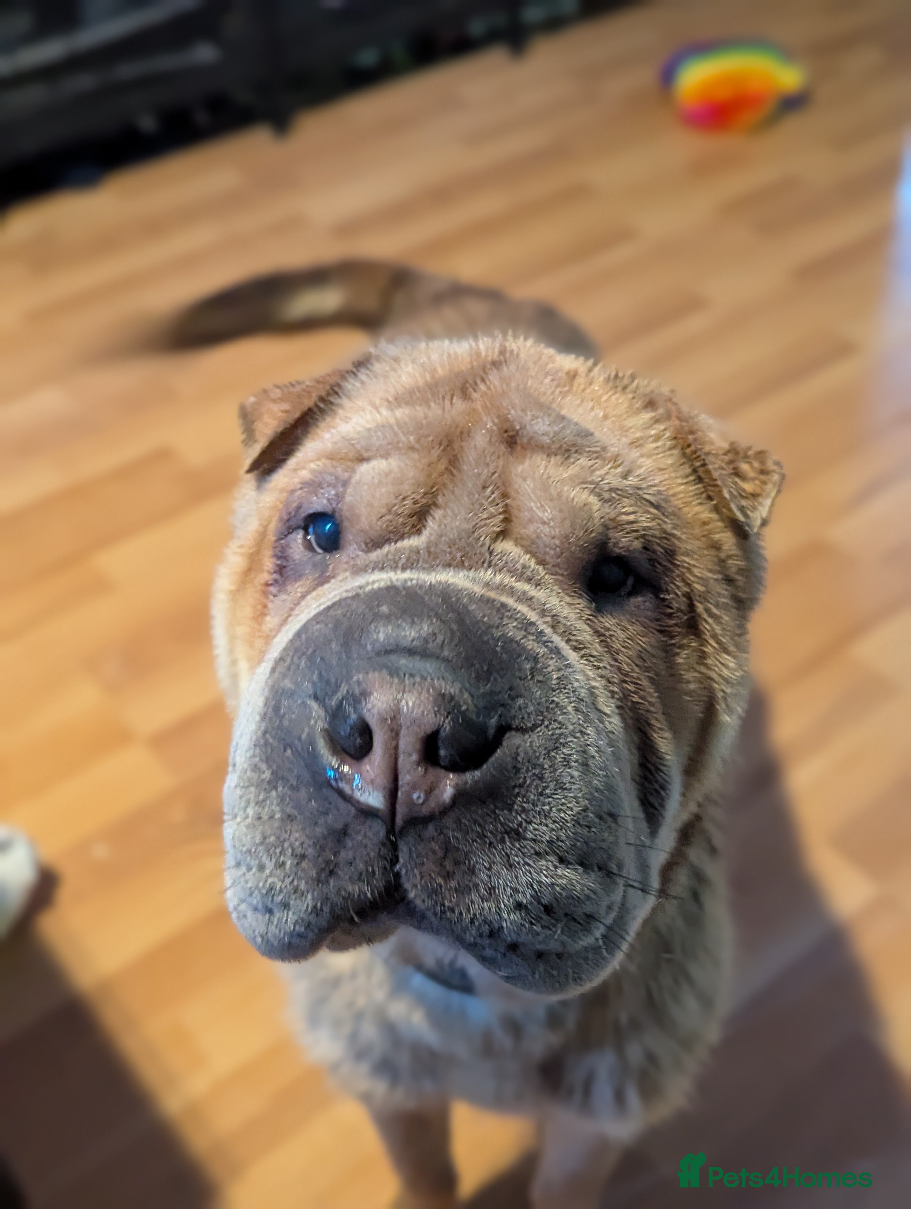 Shar Pei dogs Two year old male Shar pei Cooper - Advert 6