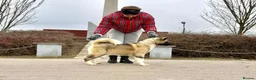Akita dogs for sale: Champion show line imported female akita - Advert 5