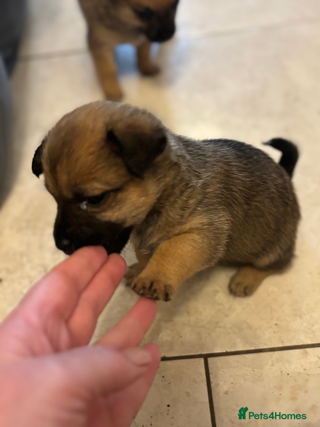 Mixed Breed dogs for sale: Jackaranian puppies - Advert 18