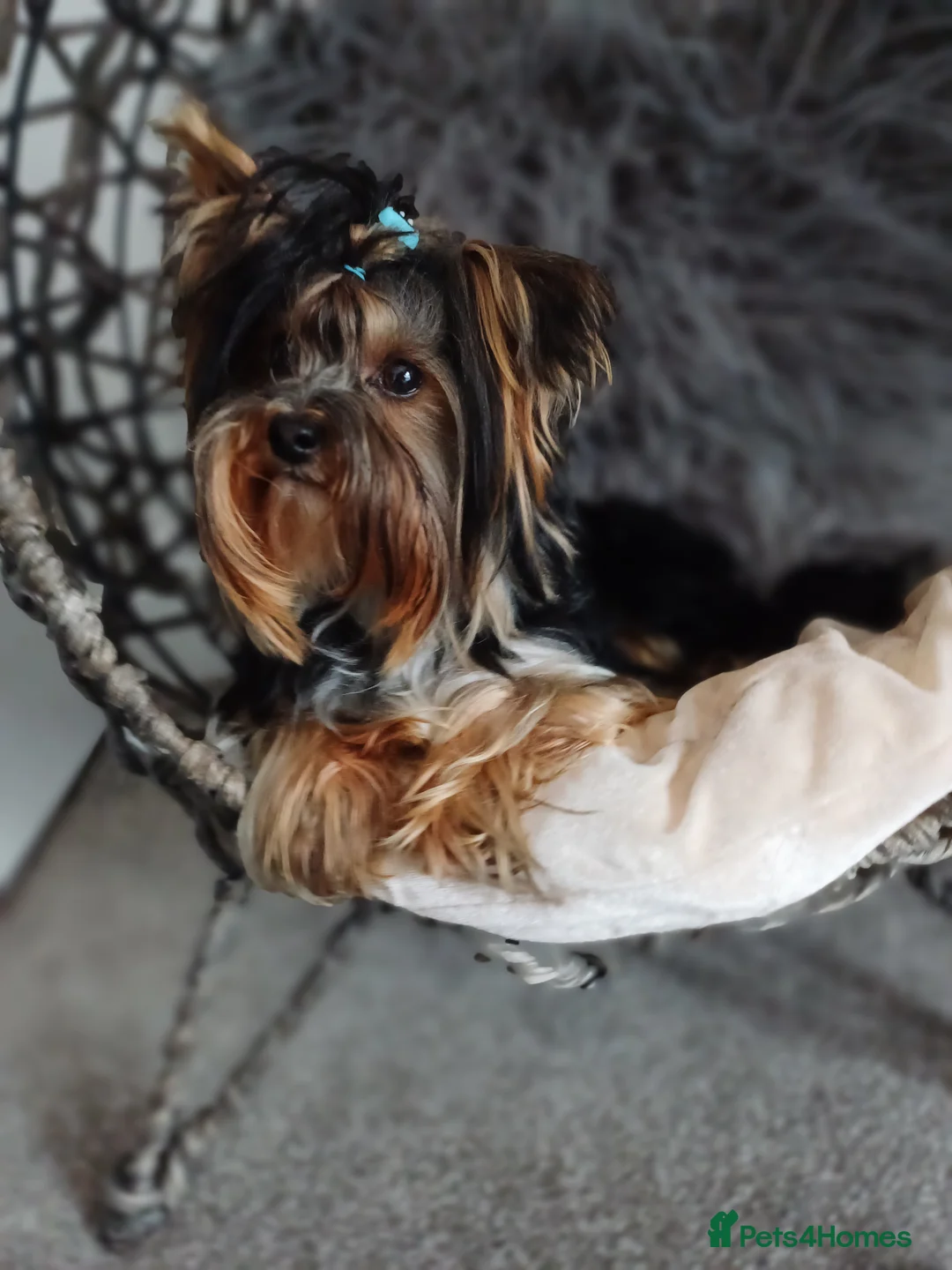 Yorkshire Terrier dogs for stud: ABSOLUTELY ADROBLE TINY BOY ONLY FOR STUD DUTY!! in Bedford - Advert 5