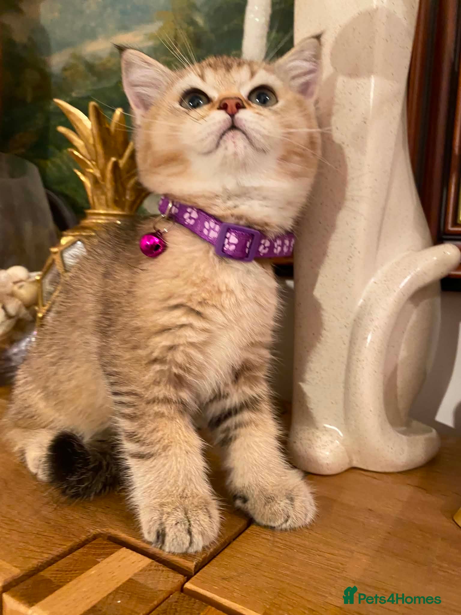 British Shorthair cats British shorthair kittens  - Advert 15