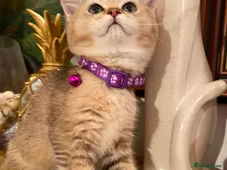 British Shorthair cats British shorthair kittens - Advert 15