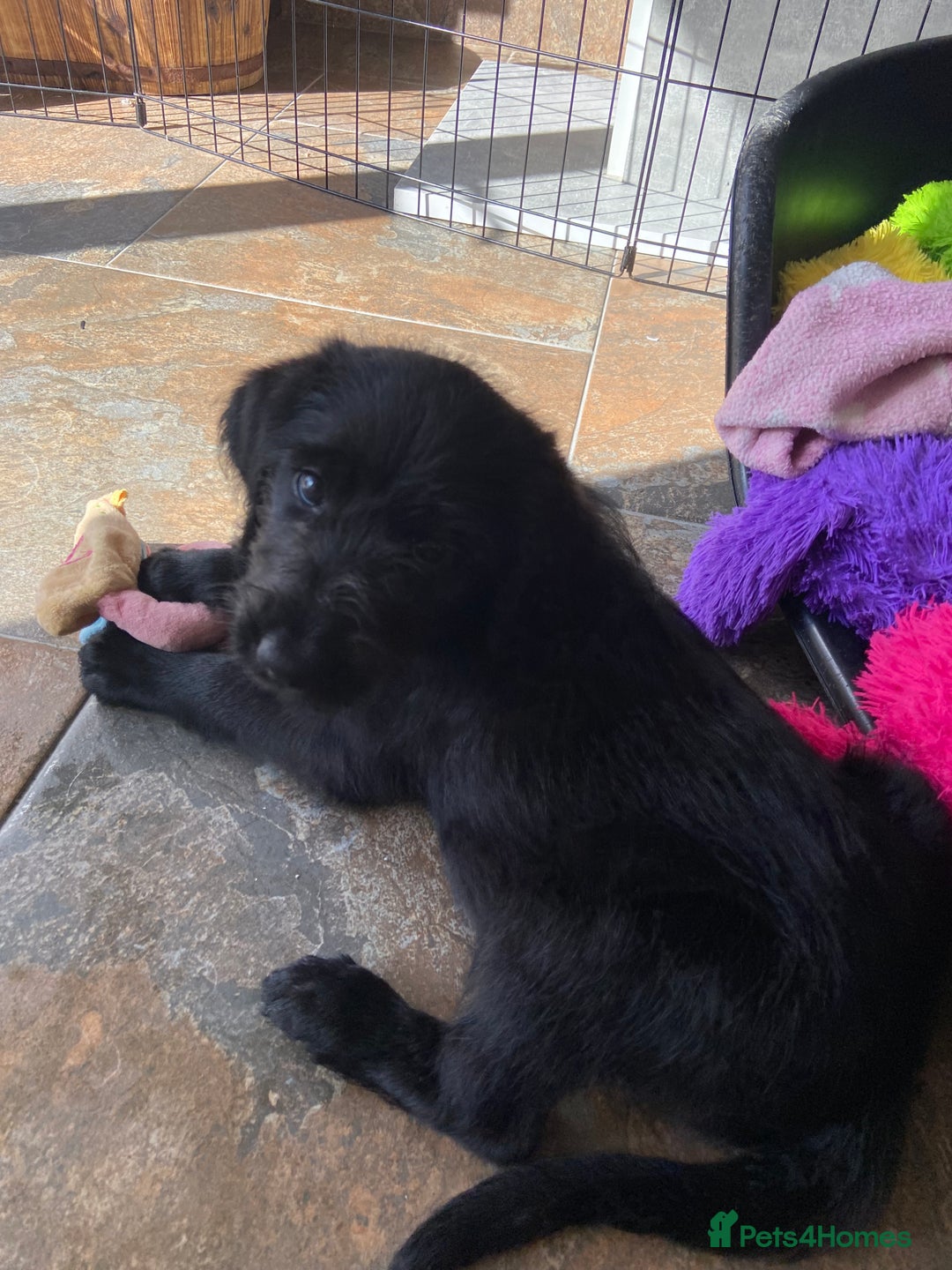 Labradoodle dogs for sale: F1 labradoodles  - Image 24
