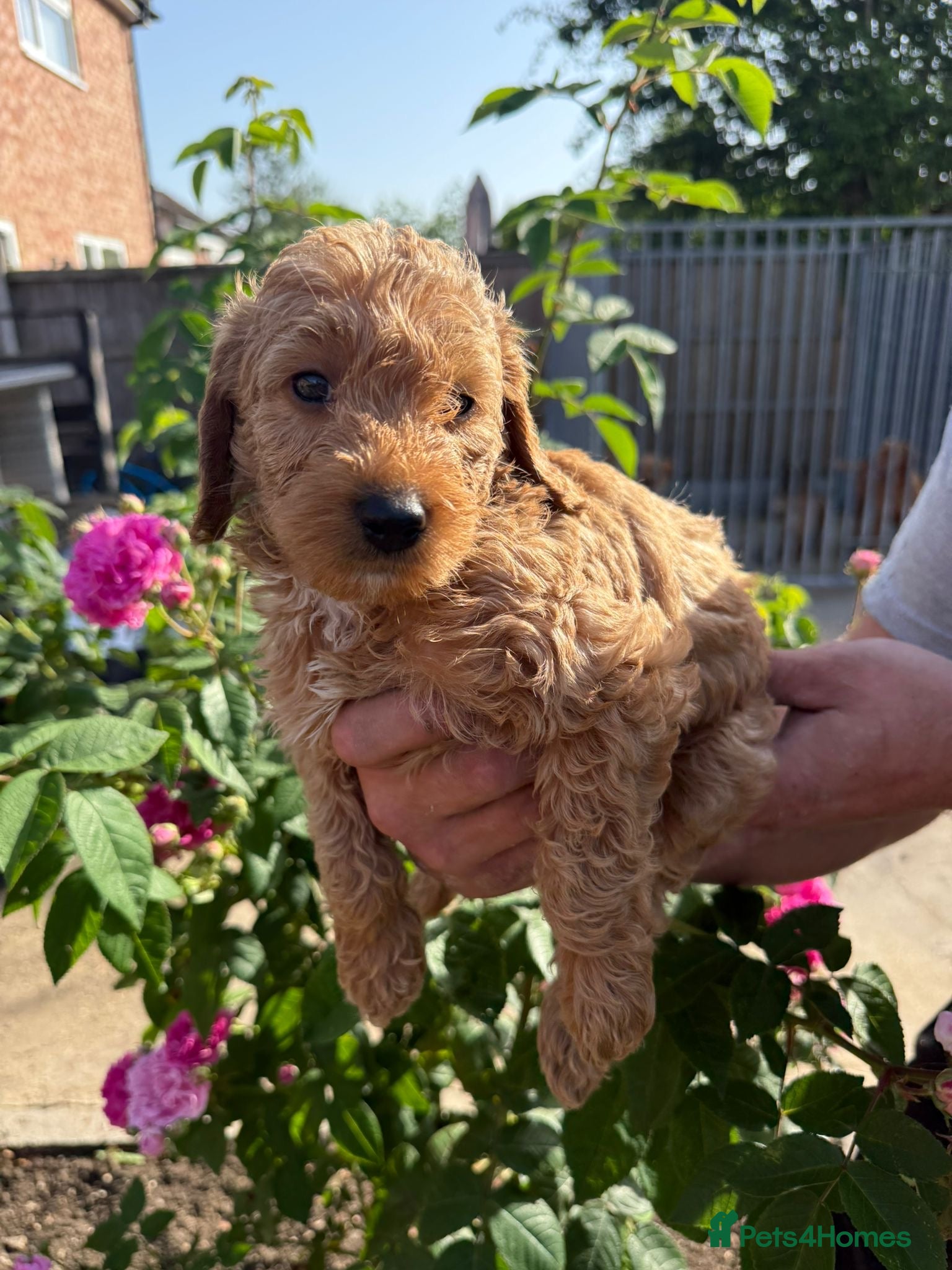 Labradoodle dogs 🐾 F1B Labradooles 5* homes only * 🐾   - Advert 2