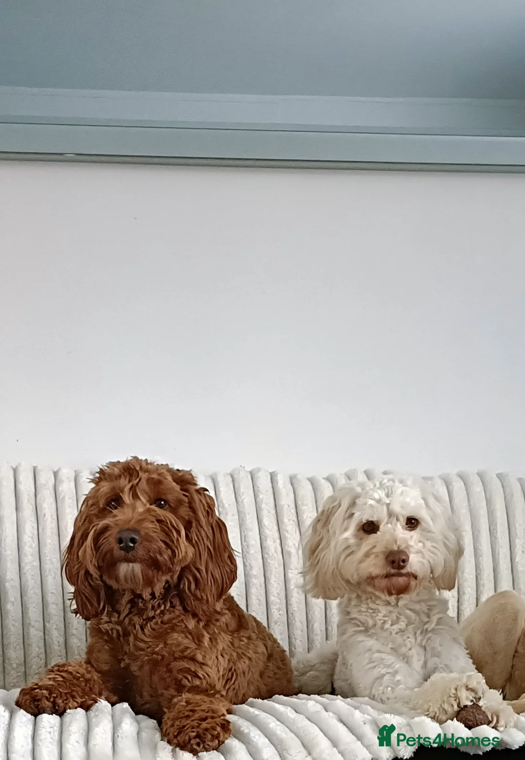 Cockapoo dogs for sale: 2 Beautiful Cockapoos  - Advert 2