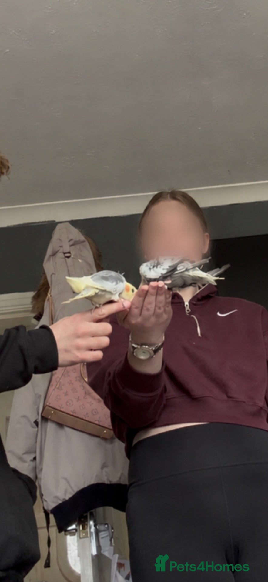 Cockatiels birds 2 male cockatiels for sale  - Advert 1