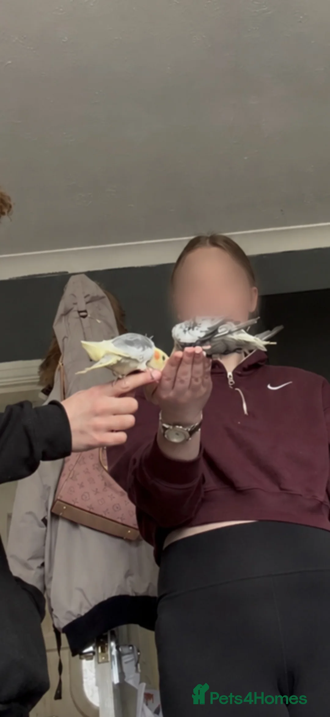 Cockatiels birds for sale: 2 male cockatiels for sale  in Chester - Advert 1
