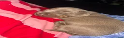 Miniature Dachshund dogs for sale: Miniature Isabella and tan dachshund  - Advert 9