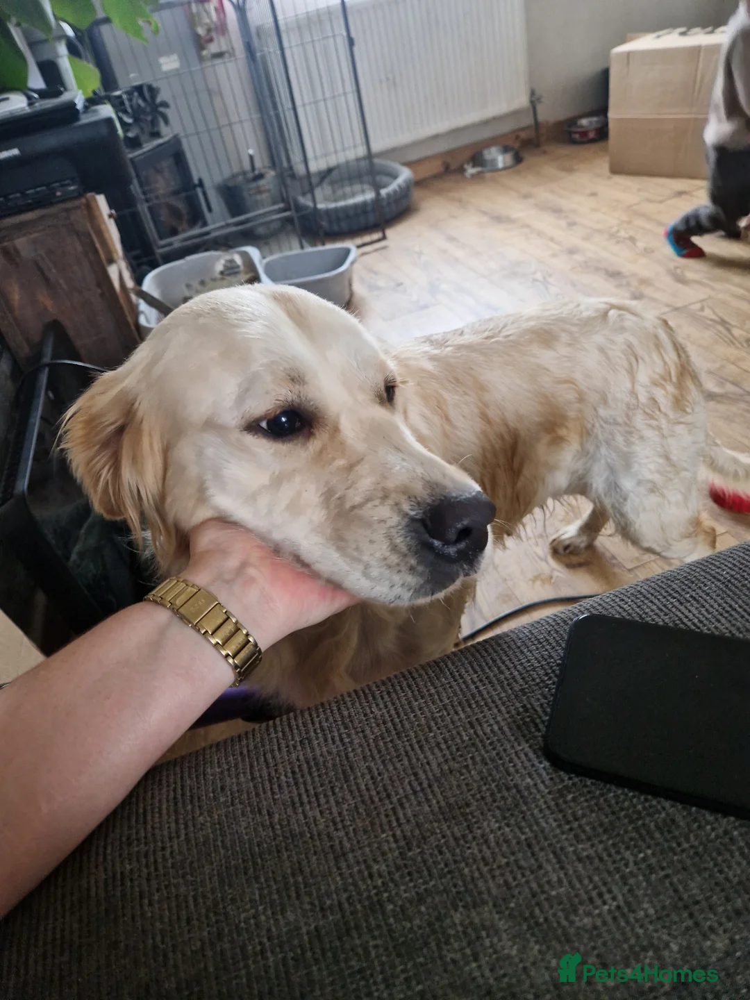 Golden Retriever dogs for sale: Kc Golden Retriver - Advert 4