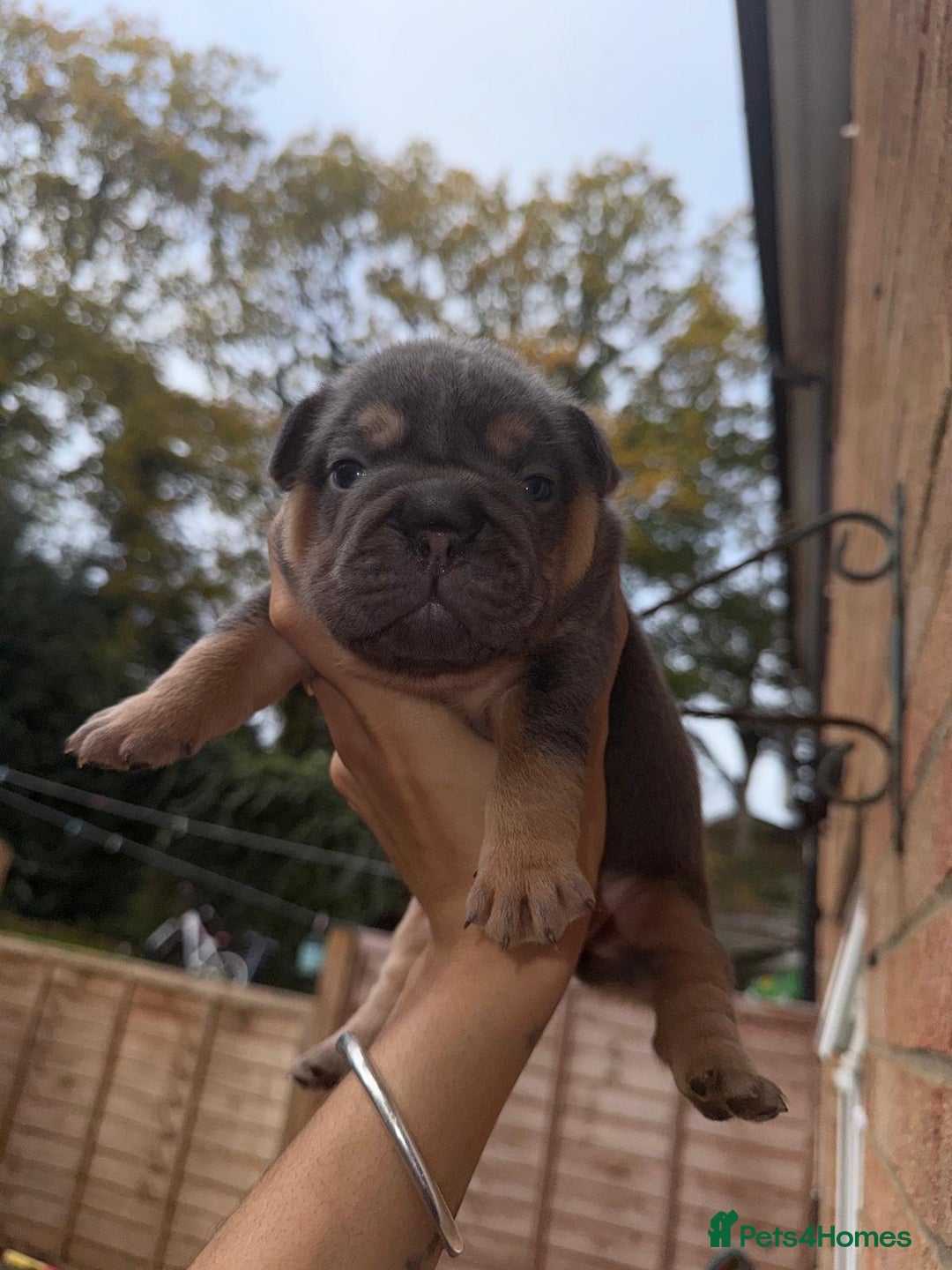 French Bulldog dogs for sale: Lilac & tan fluffies/ **  - Advert 11