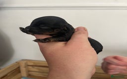 Cockapoo dogs for sale: Cockapoo Puppies - Image 2