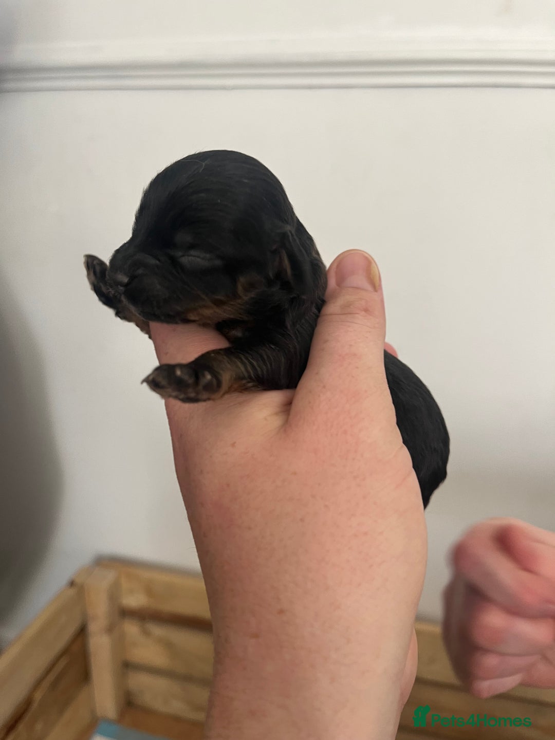 Cockapoo dogs for sale: Cockapoo Puppies - Image 2