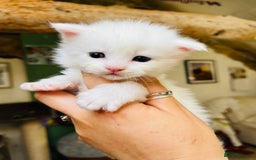 Maine Coon cats for sale: Stunning TICA registered Maine coon kittens  - Image 6