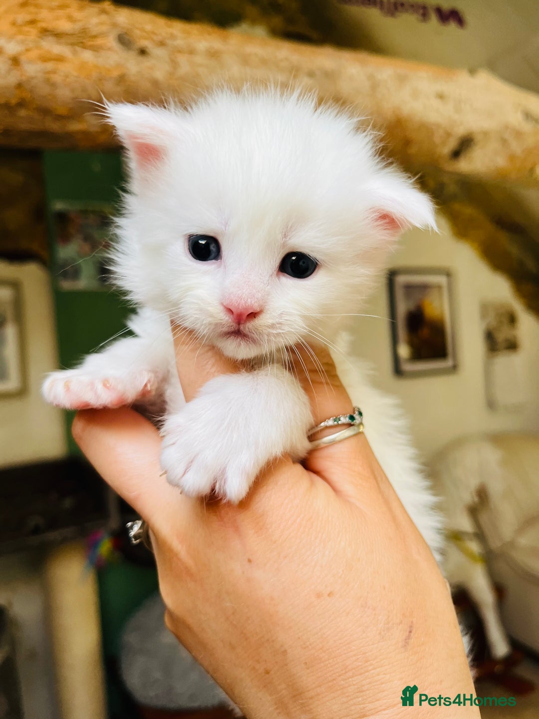 Maine Coon cats for sale: Stunning TICA registered Maine coon kittens  - Image 6