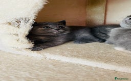 Scottish Fold cats for sale: Beautiful litter of Scottish fold  reservation 😍 - Image 10