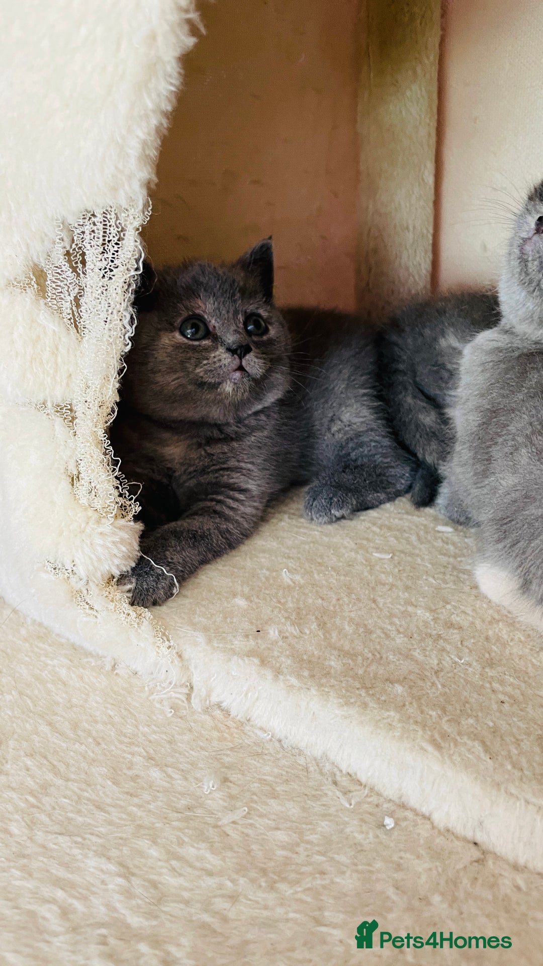 Scottish Fold cats for sale: Beautiful litter of Scottish fold  reservation 😍 - Image 10