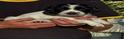 English Springer Spaniel dogs for sale: English Springer Spaniel puppies for sale. - Advert 12