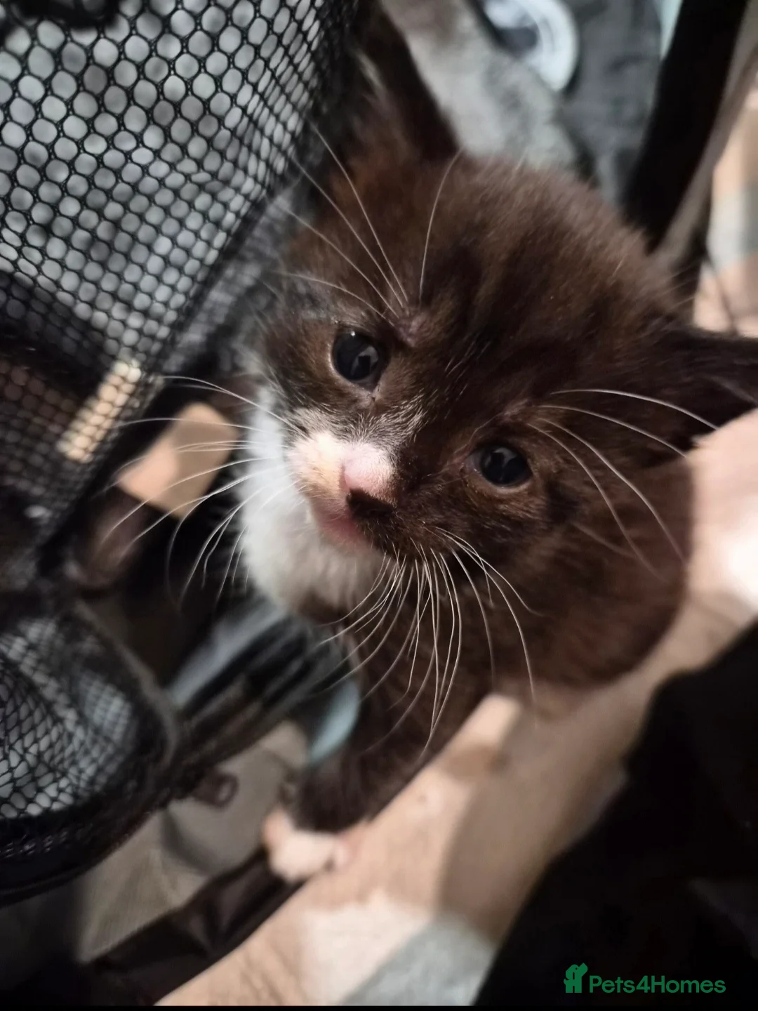 Maine Coon cats for sale: Maine Coon Mix Kittens - Advert 5