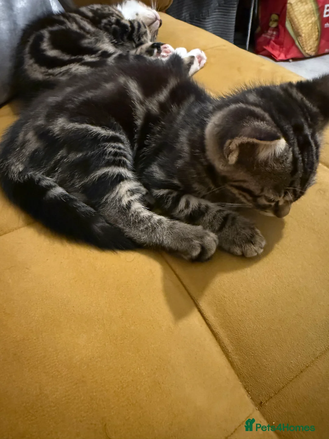 British Shorthair cats for sale: 3 cute and friendly kittens. 1 grey, 2 tabby - Advert 10