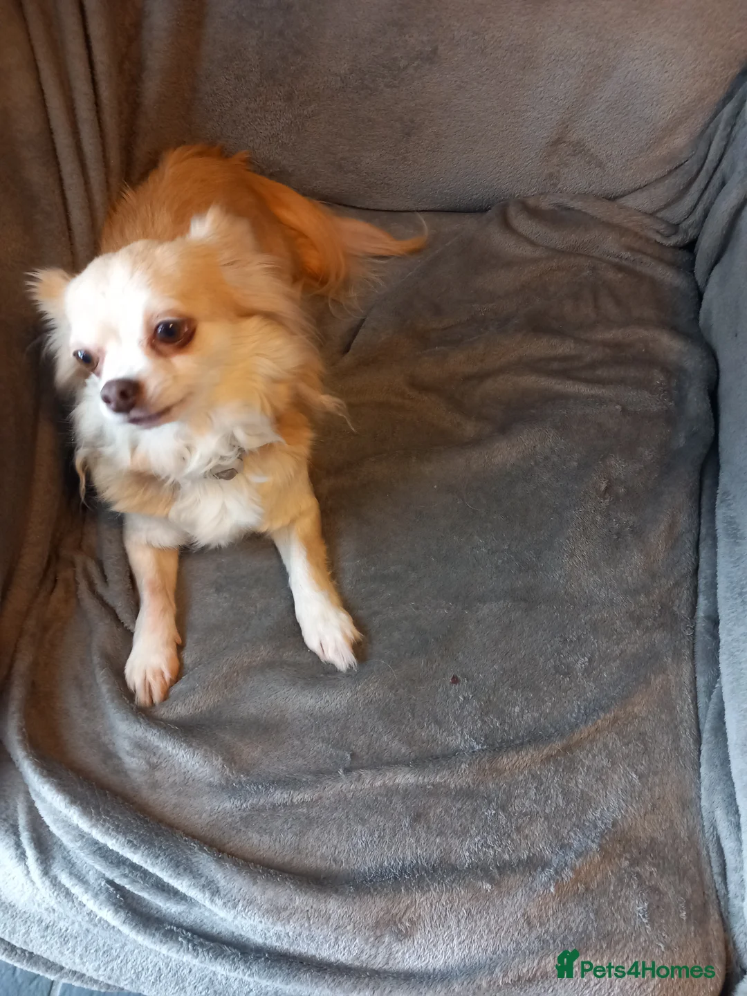 Chihuahua dogs for sale: Chihuahua girl  in Shrewsbury - Advert 1