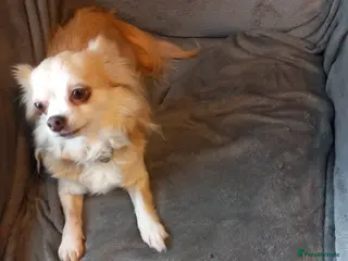 Chihuahua dogs Chihuahua girl in Shrewsbury - Advert 14