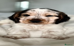 Cocker Spaniel dogs for sale: Show Cocker Spaniel Puppy - Advert 8