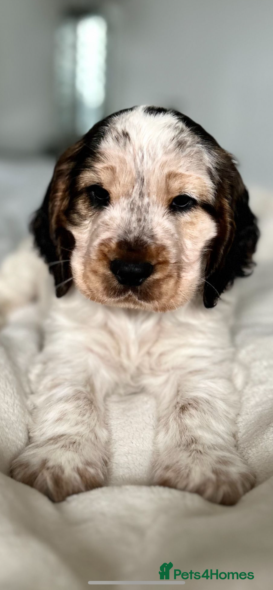 Cocker Spaniel dogs for sale: Show Cocker Spaniel Puppy - Advert 8