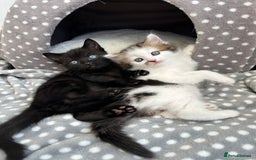 Mixed Breed cats for sale: Adorable mixed breed kittens for sale  - Image 1
