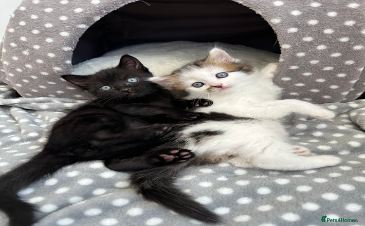 Mixed Breed cats - Advert 1