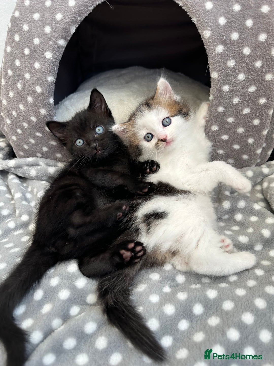 Mixed Breed cats for sale: Adorable mixed breed kittens for sale  - Image 1