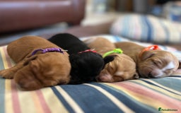 Cockapoo dogs for sale: F1B cockapoo litter - Image 3