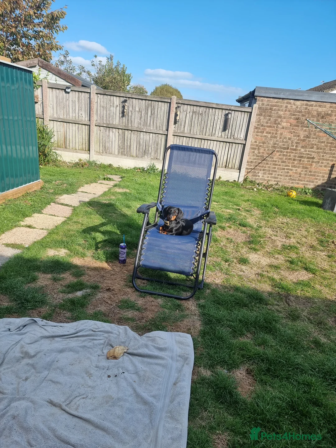 Miniature Dachshund dogs for sale: 9 months old miniature dachshund  - Advert 6