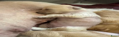 Chinese Crested 6