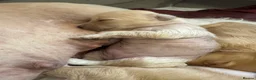 Chinese Crested dogs for sale: chinese crested puppys hairless ! :) - Advert 5