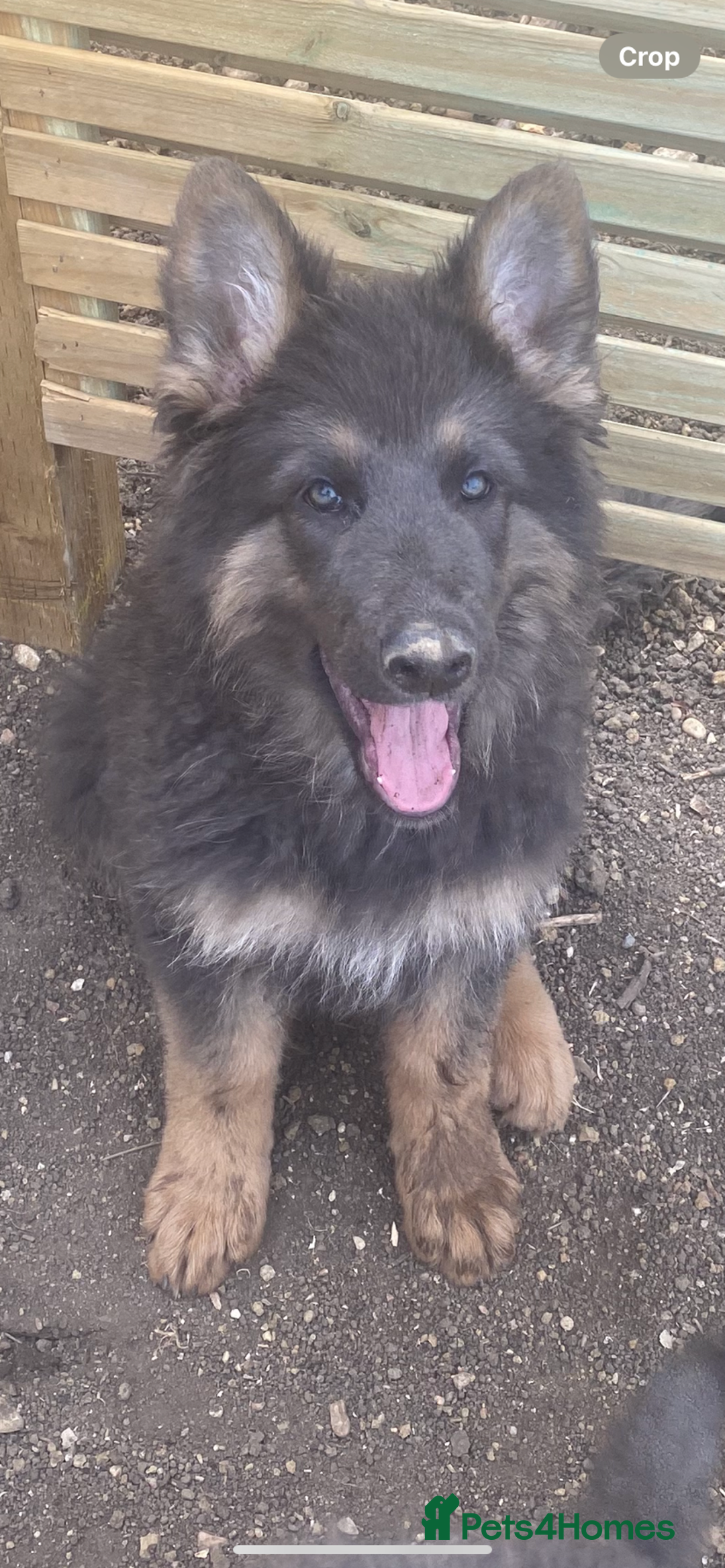 German Shepherd dogs for sale: Blue German Shepherds  - Image 2