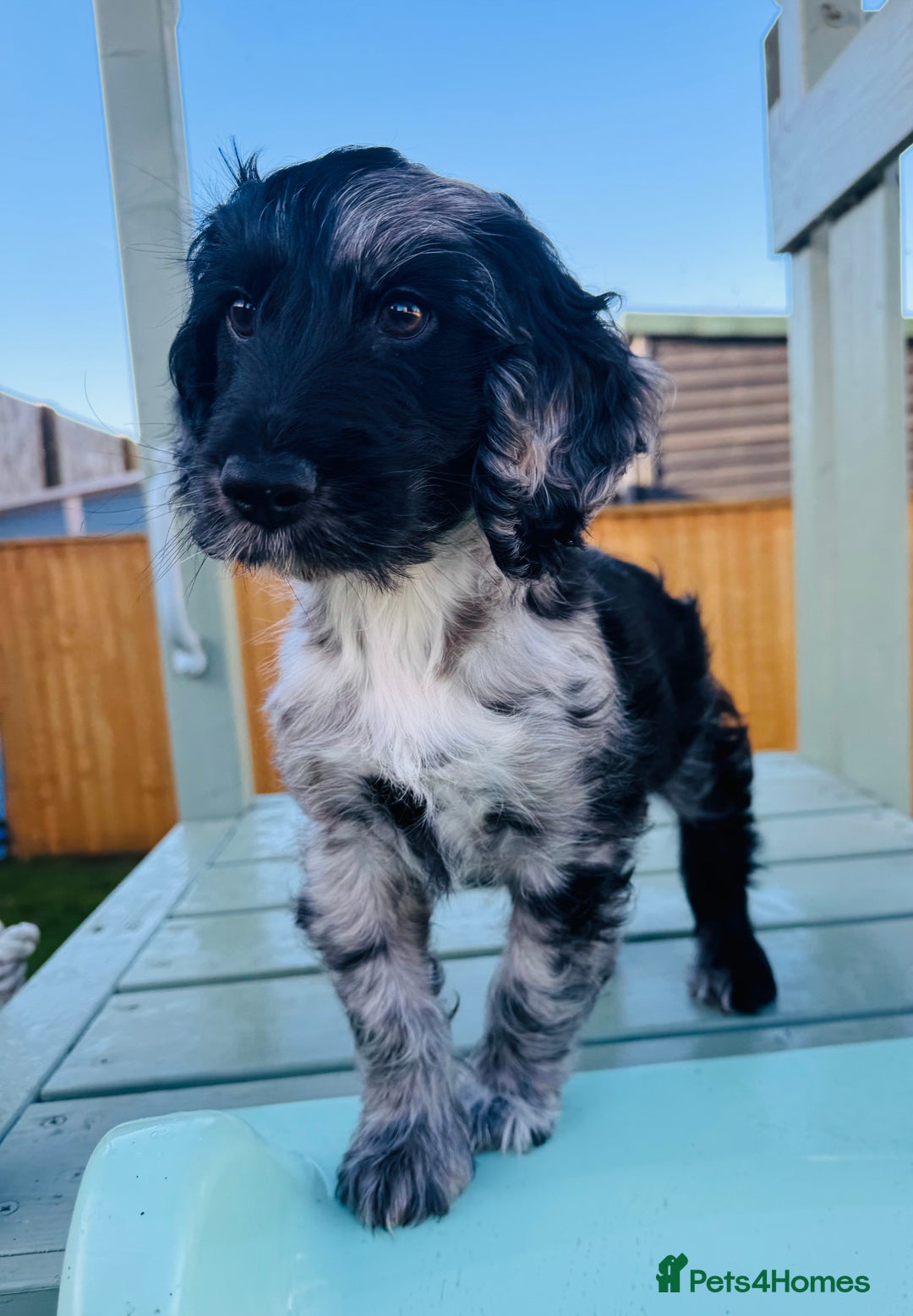 Cockapoo dogs for sale: Cockapoo Babies 🐾🐾🐾 - Advert 5