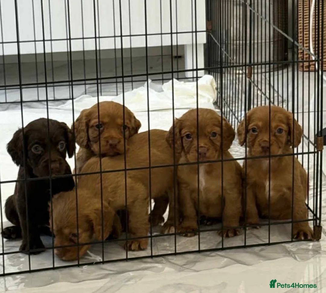 Cocker Spaniel dogs for sale: Cocker spaniel - Advert 3