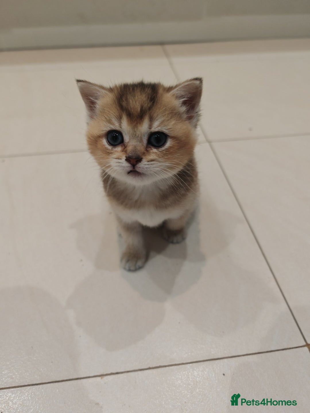 British Shorthair cats for sale: Adorable gorgeous pure British Shorthair Kittens  - Image 7