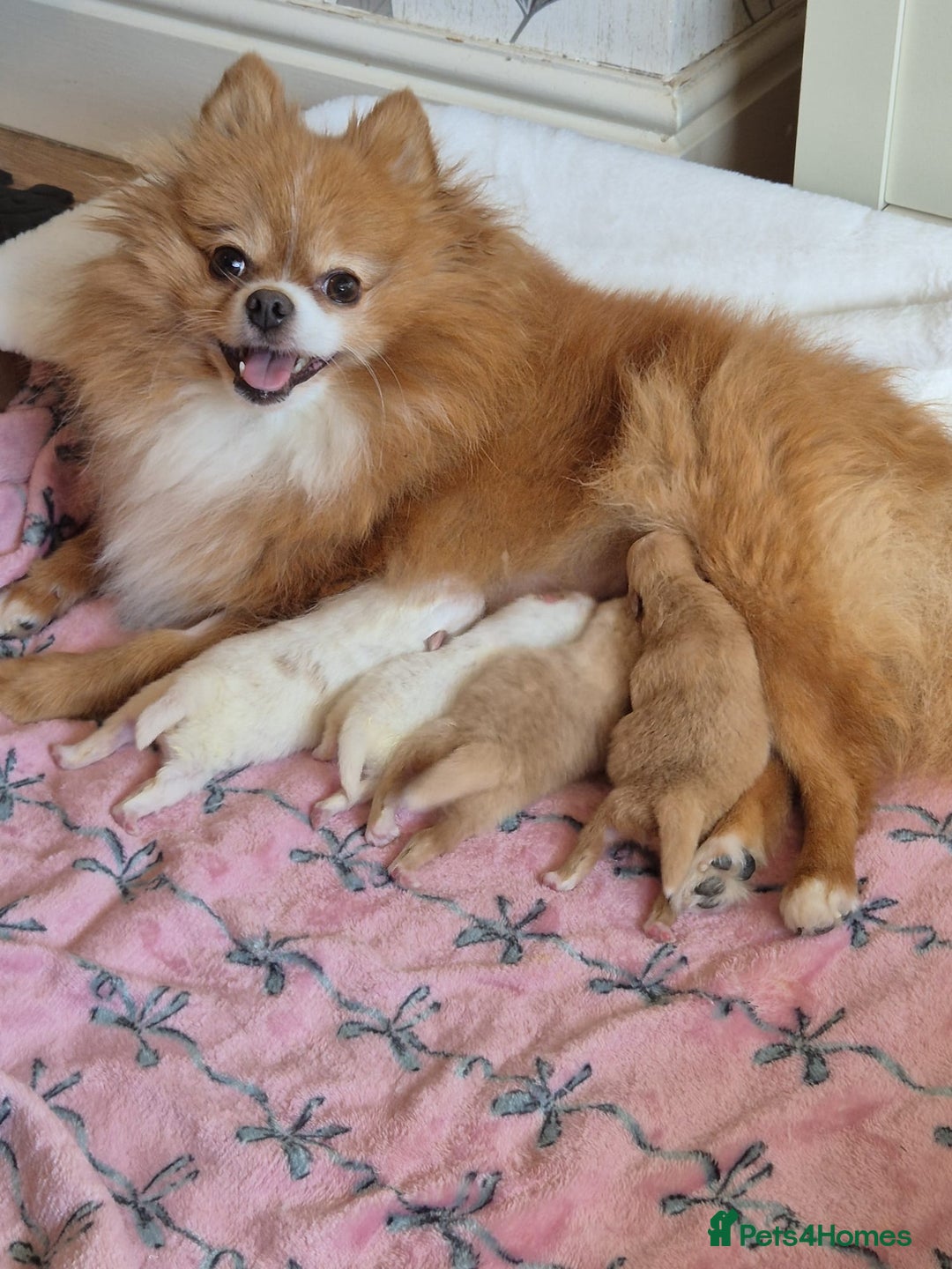 Pomeranian dogs for sale: Beautiful Pomeranian Puppies - Image 1