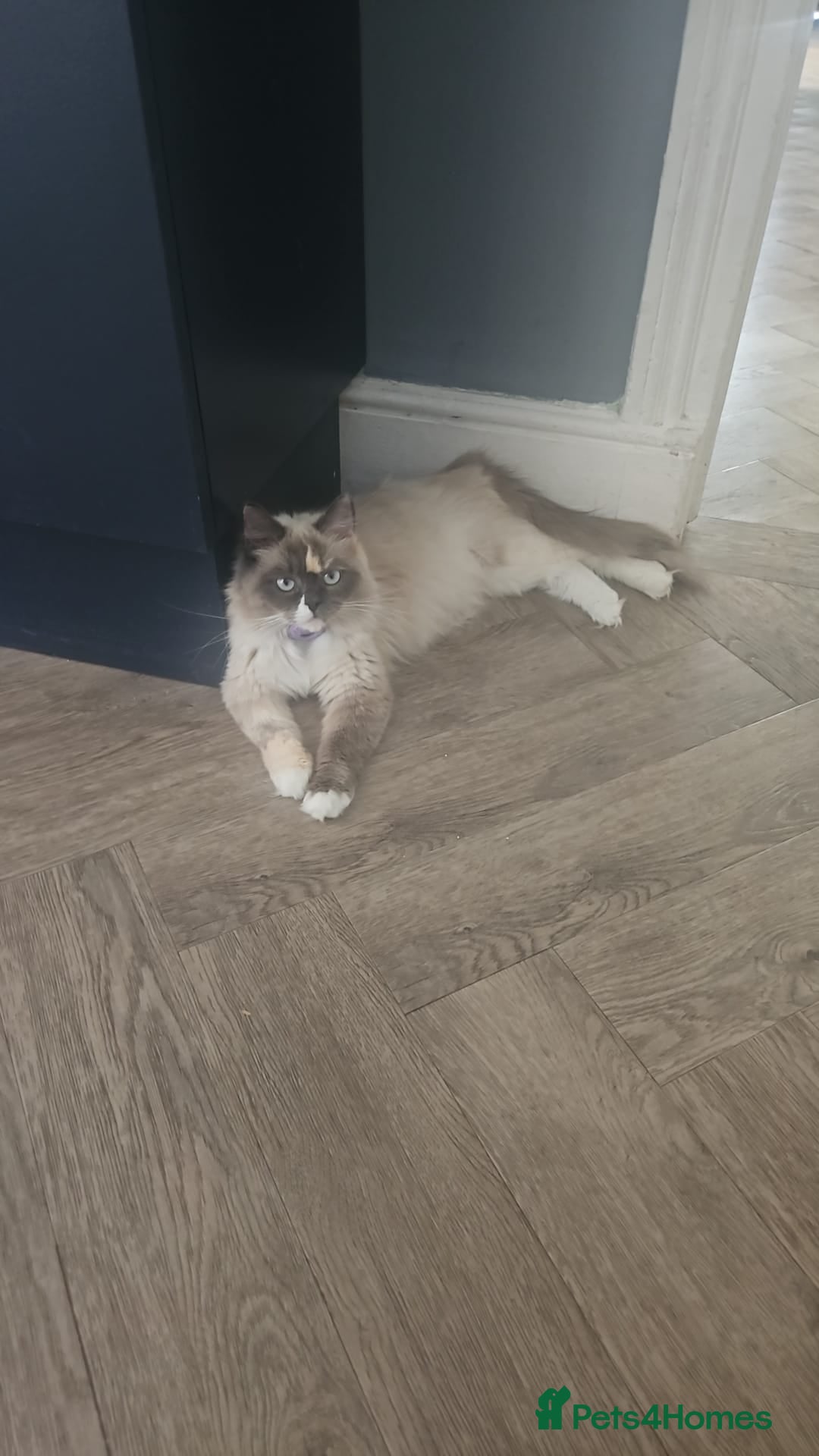 Ragdoll cats Last kitten available. Grey and white boy  - Advert 3