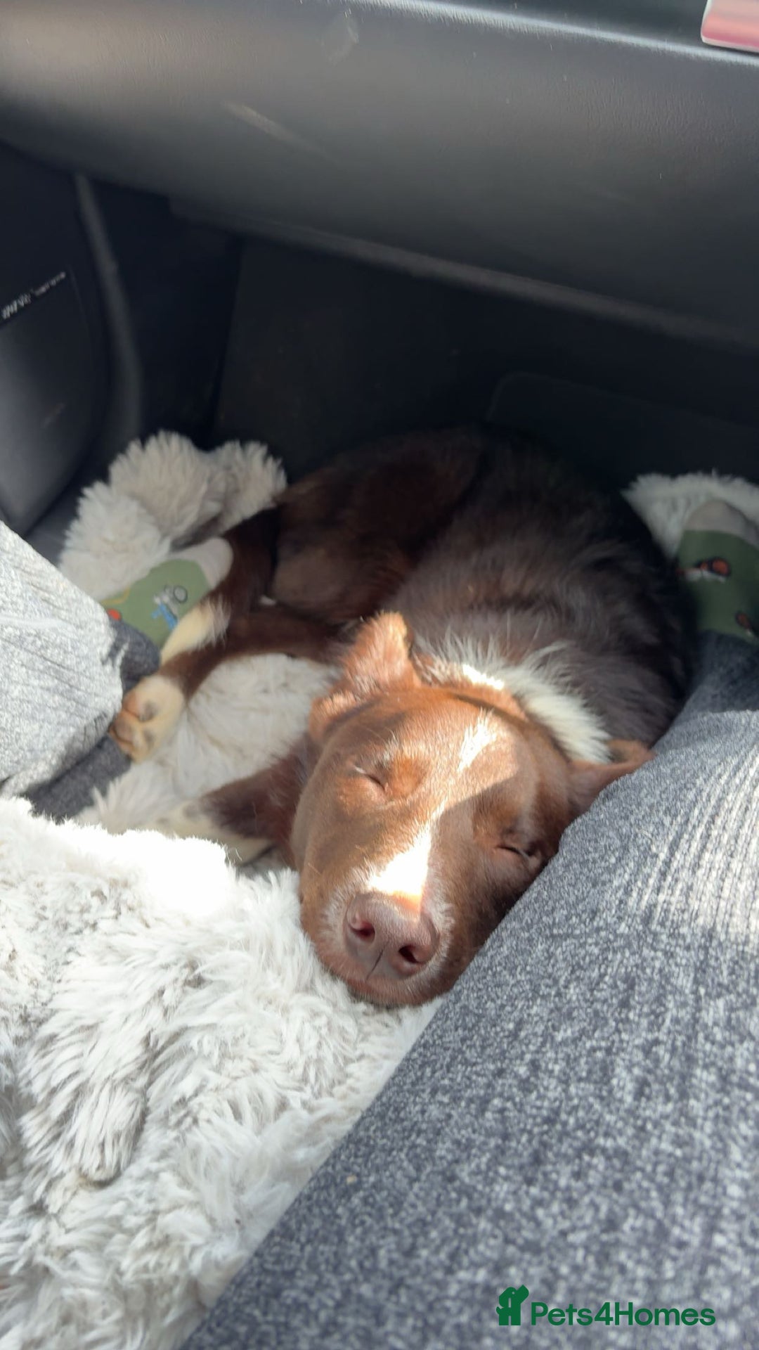 Border Collie dogs for sale: 11 month old puppy called Kip  - Image 10